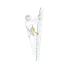 Absorber Petzl ASAP SORBER 40 cm